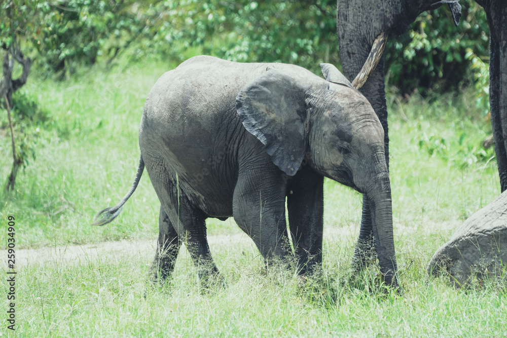 Fototapeta premium Babay elephant in Serengeti