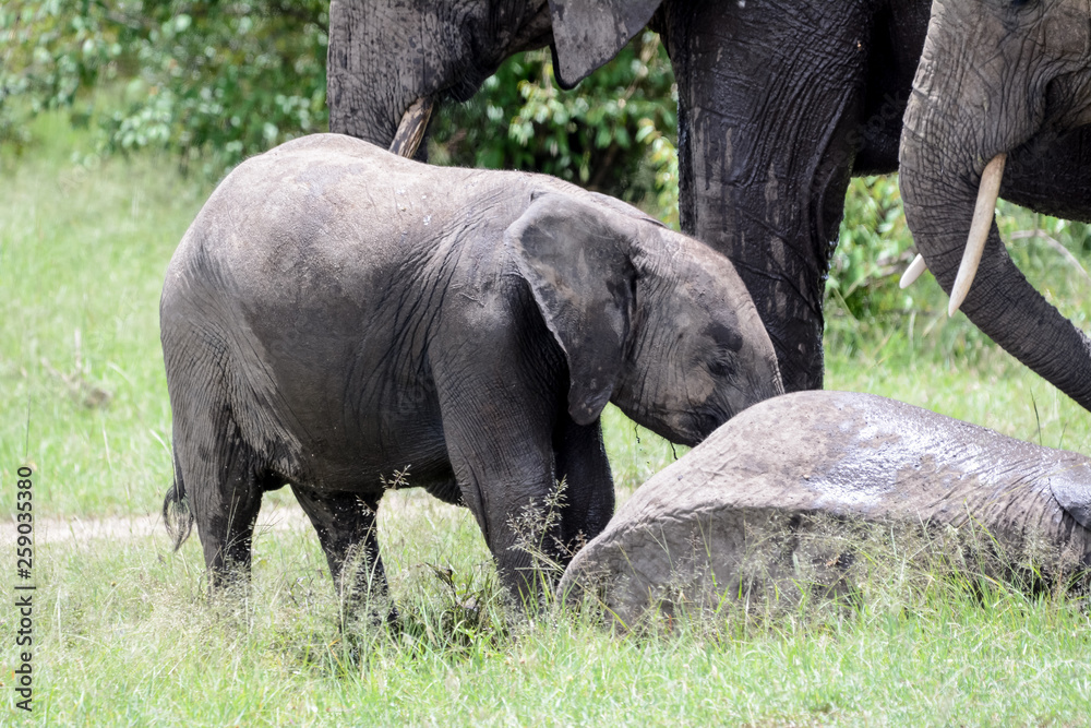Fototapeta premium Babay elephant in Serengeti