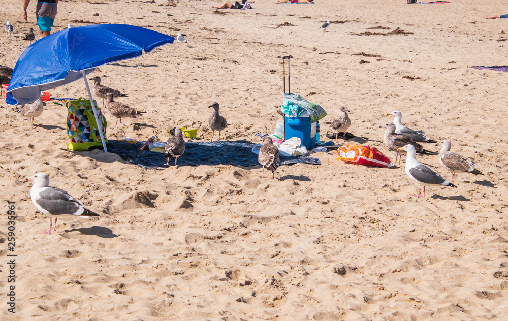 Beach with small blue sun umbrella and somebody's personal items. There are a group of seagulls in the area Beach with small blue sun umbrella and somebody's personal items. There are a group of seagulls in the area