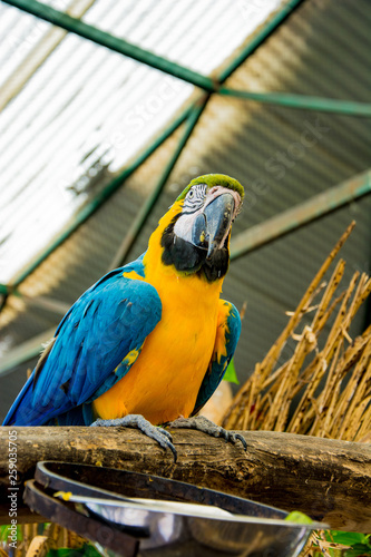 snapshot of a parrot on a tree