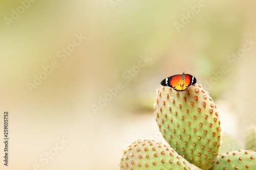 Photography Bright butterfly on a cactus