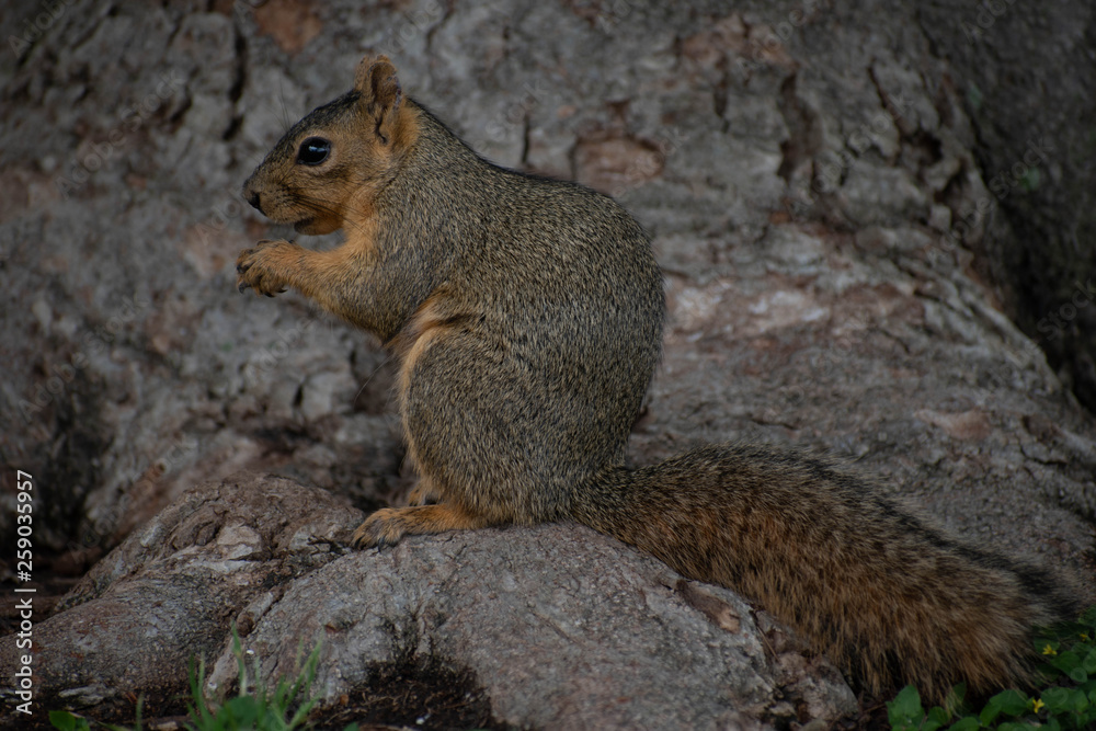 Squirrel Side View on Tree Root