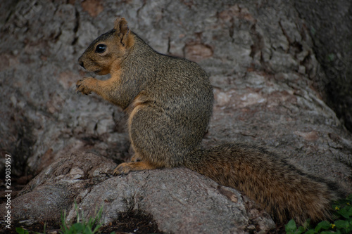 Squirrel Side View on Tree Root
