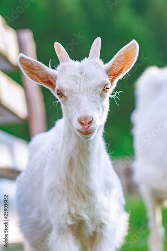 A goat with a look into the camera.