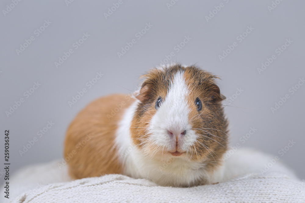 Guinea pig, portrait of a domestic cavy on a gray background. Guinea pig, portrait of a domestic cavy on a gray background.