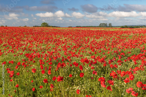 Mohnfeld mit Klatschmohn (Papaver rhoeas) in Schleswig-Holstein, Deutschland