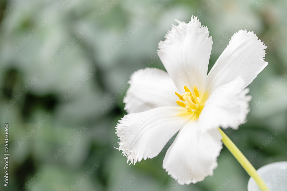 Obraz premium Opened bud of unusual white tulip. Flower with fringed on natural foliage green background. spring mood