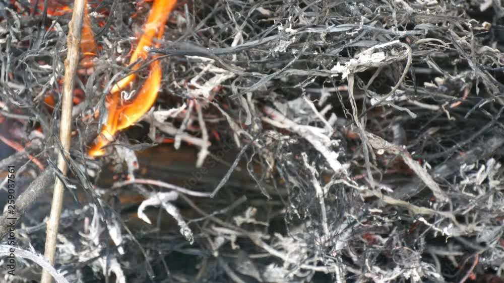 Dry grass is burned and smoldering close up view Dry grass is burned and smoldering close up view