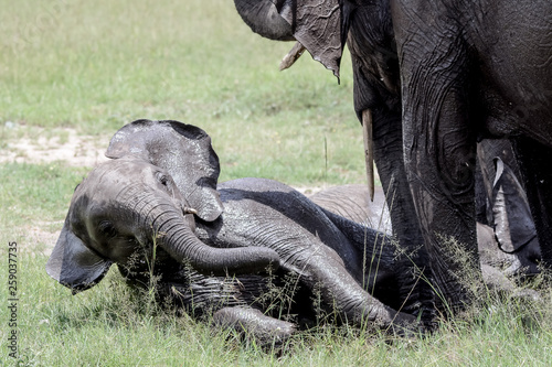 Babay elephant in Serengeti