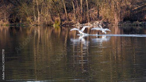 A flock of swans circling on the lake