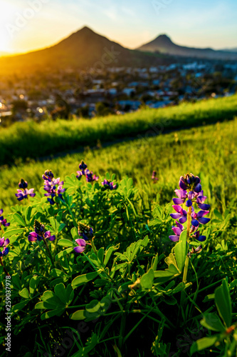 Lupine with Setting Sun and Mountains