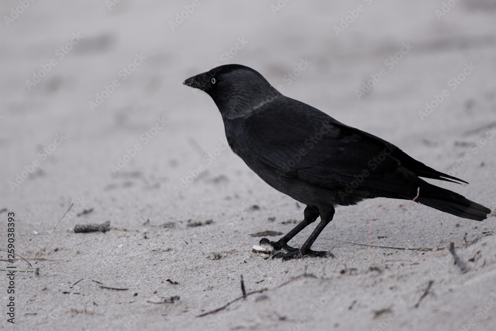 Crow on the sand