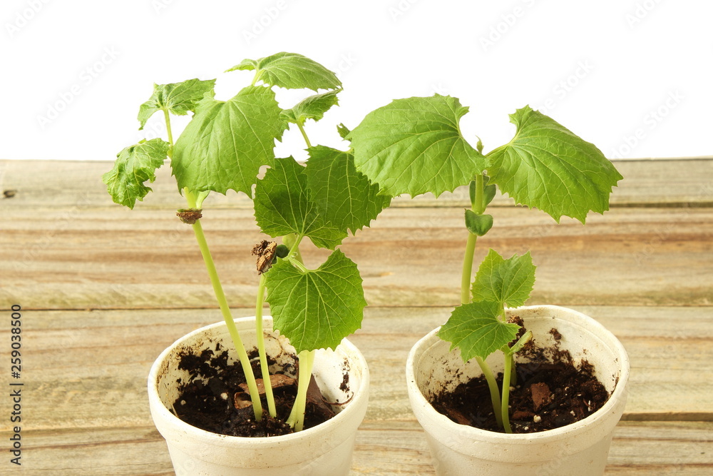 Bitter Gourd Or Bitter Melon Momordica Charantia Plant Seedling Germination And Growing In Glass Pot Stock Photo Adobe Stock
