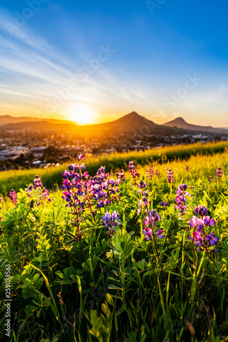 Lupine Plants and Mountains and Setting Sun