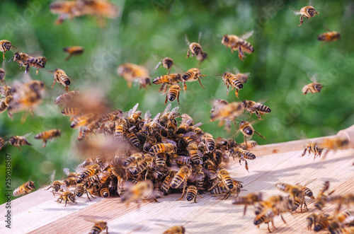 swarm of bees around a dipper soaked in honey in apiary  