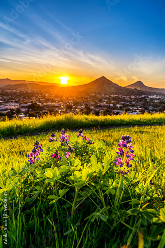 Setting Sun on Lupine Flowers and Mountains 