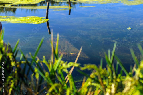 Trampas para cangrejos de río 07