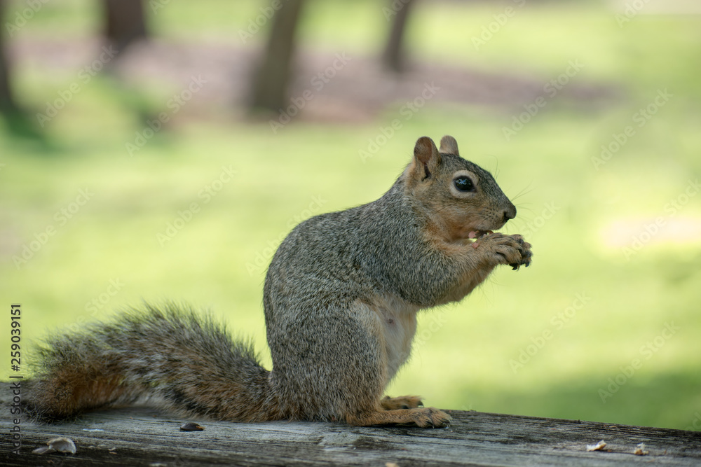 squirrel on Picnic Table Green Background squirrel on Picnic Table Green Background