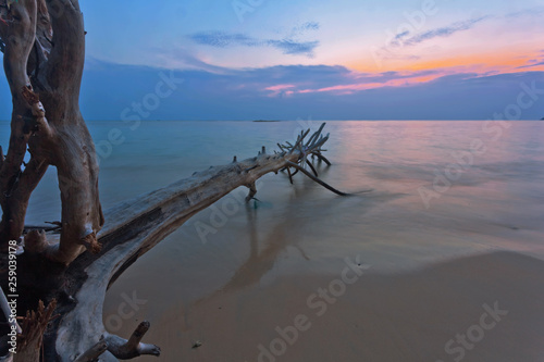 Tropical beach with old wood snag at sunset © Kushch Dmitry