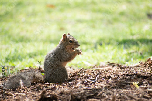 Squirrel on Mulch Eating Green Background