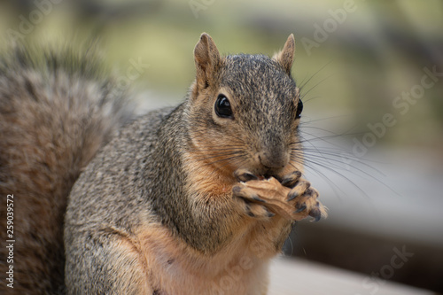Squirrel Closeup Eating © JUDITH