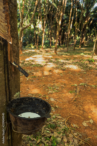 rubber tree , rubber plantation . Beautiful trees line by rubber tree