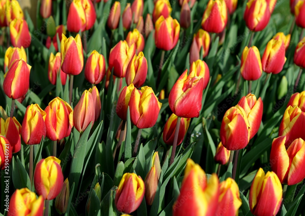 field of red and yellow tulips field of red and yellow tulips