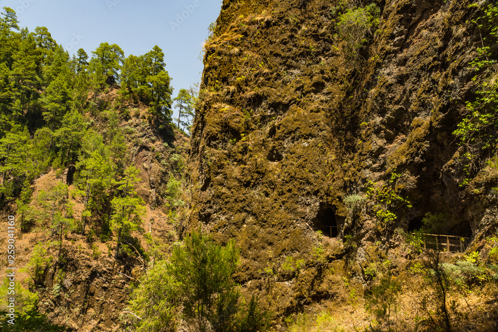 Pine trees in Los Tilos ravine in the La palma Island, western island in Canary Islands.