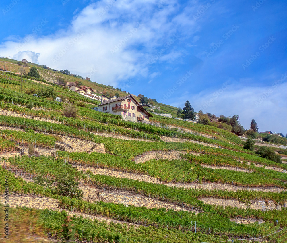 vineyard in switzerland