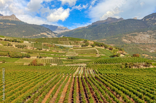 vineyard in switzerland