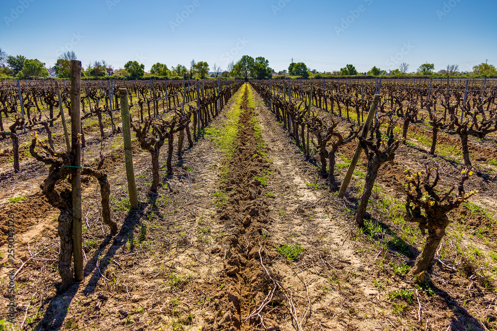 Trimmed Vineyard Under a Blue Sky In Portugal