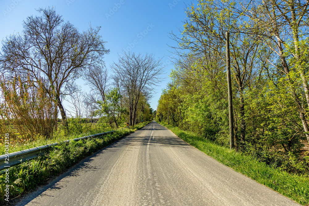 Tar Country Road Flanked by Vegetation and Trees Under a Blue Sky