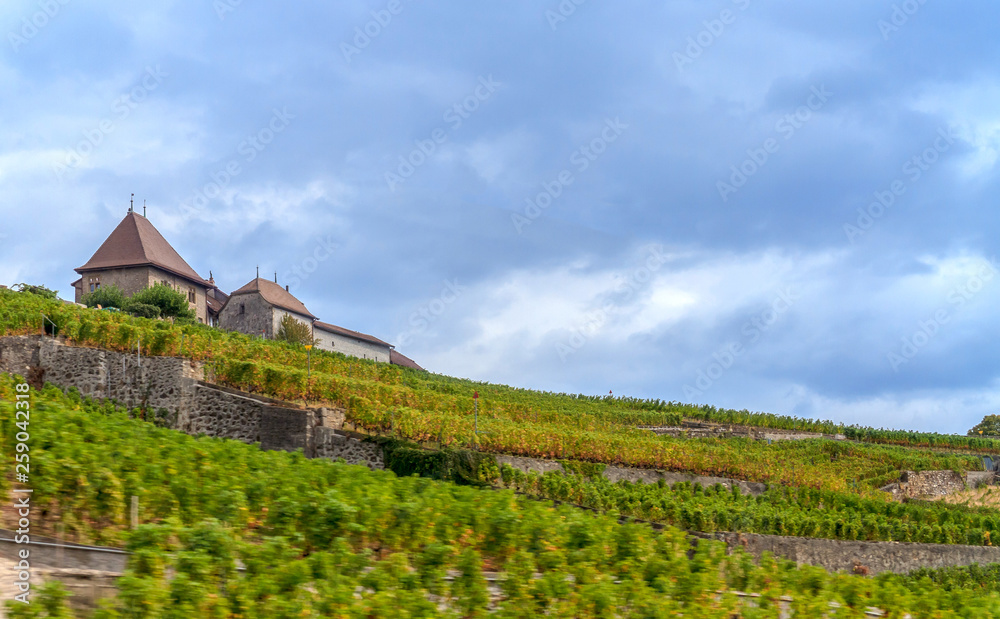 vineyard in switzerland