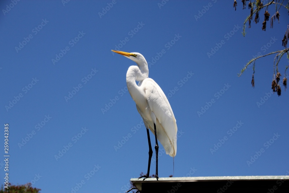 Egret with a blue sky Egret with a blue sky