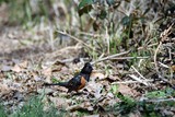 A spotted towhee
