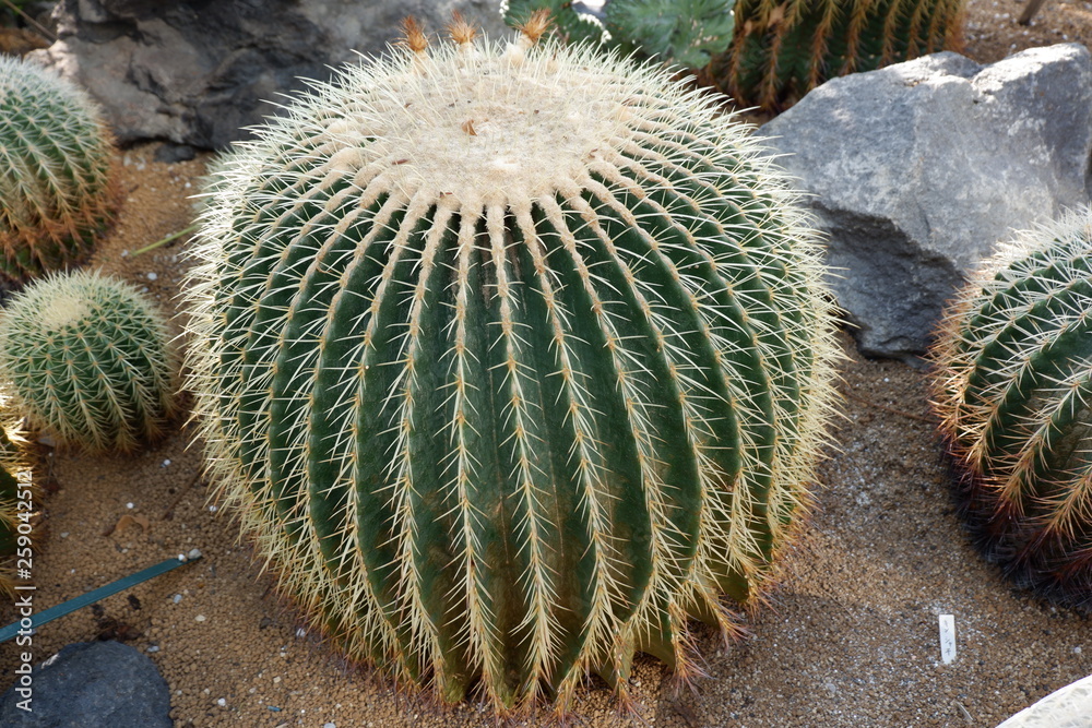 Echinocactus grusonii, a kind of cactus Echinocactus grusonii, a kind of cactus