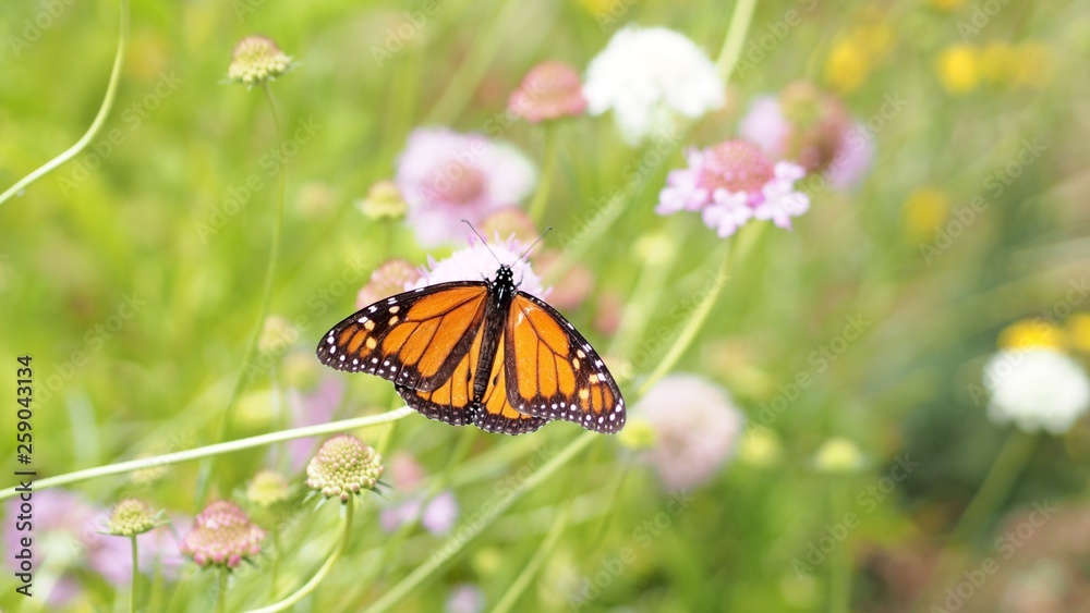 Monarch 1 Monarch 1