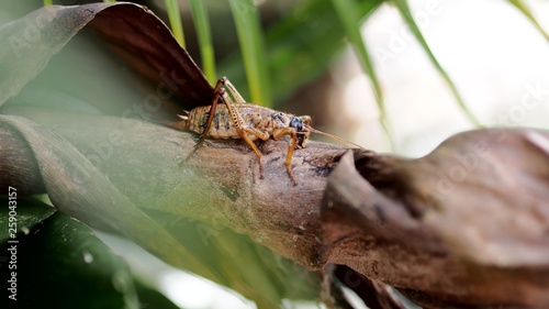 New Zealand Weta 2 photo