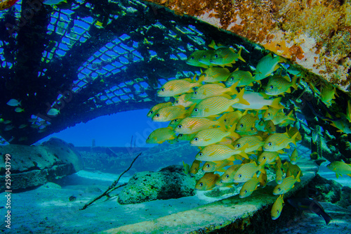 School of French Grunts beneath the Thunder Dome in Turks & Caicos photo
