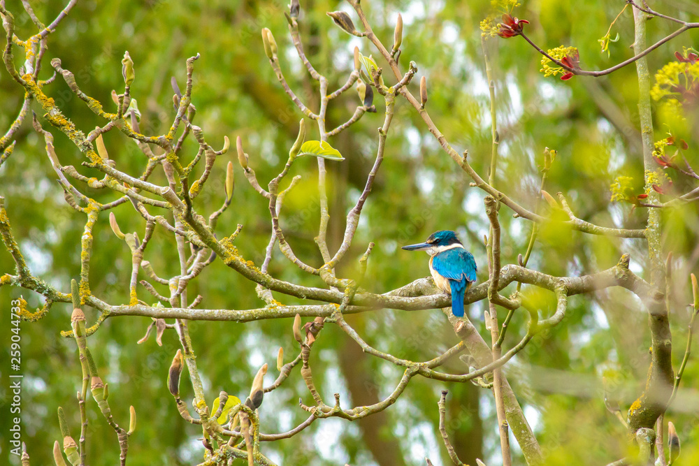 Fototapeta premium Kingfisher bird in tree