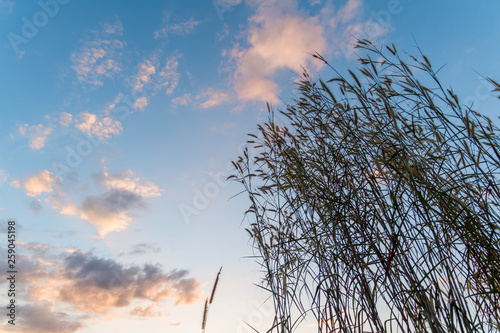 Low angle view of grass with cloudy sky