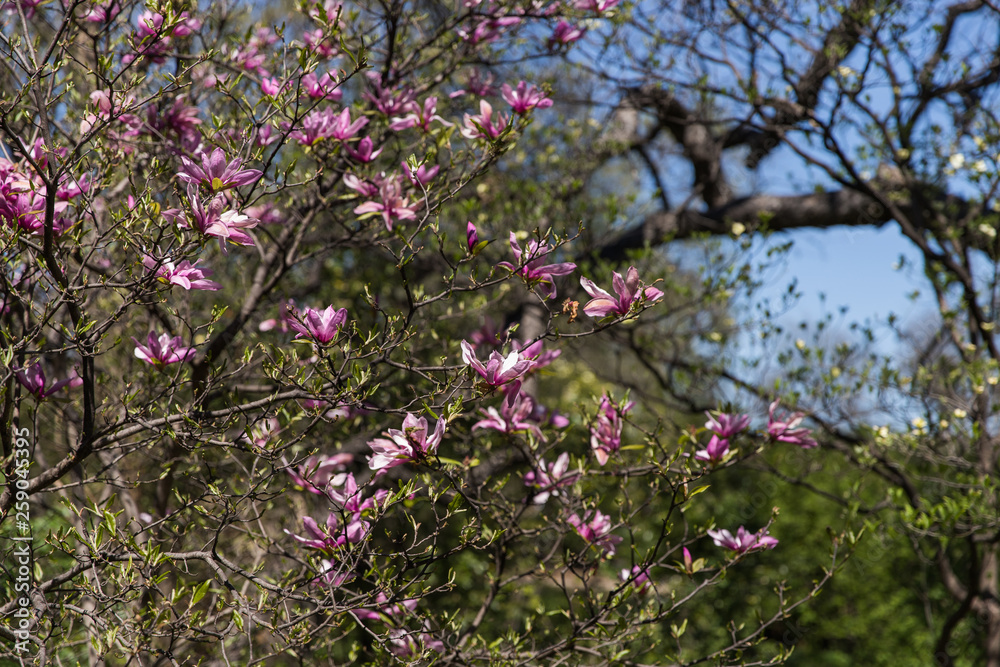 Blooms of Spring