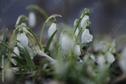 Spring snowdrop flowers blooming in sunny day. Shallow depth of field