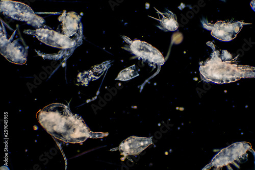Plankton are organisms drifting in oceans and seas.