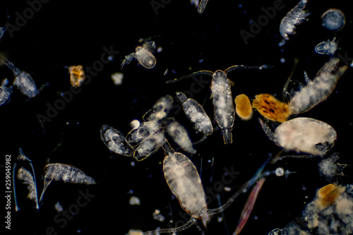 Plankton are organisms drifting in oceans and seas. photo