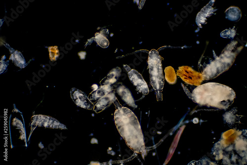 Plankton are organisms drifting in oceans and seas.