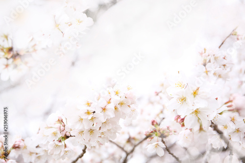 beautiful background of cherry blossom