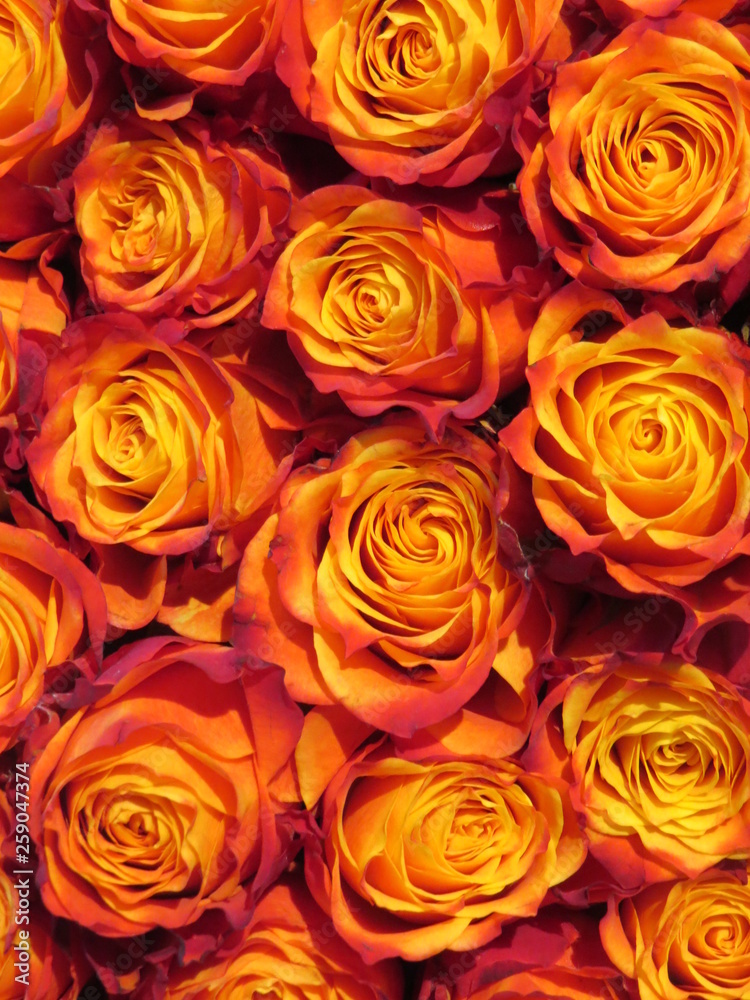 Blumen Blumen