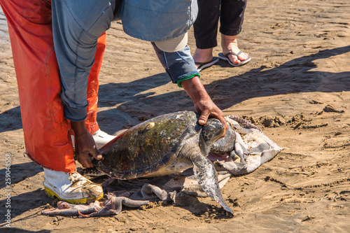 Sea Turtle researchers tag and measure turtles i Baja Mexico