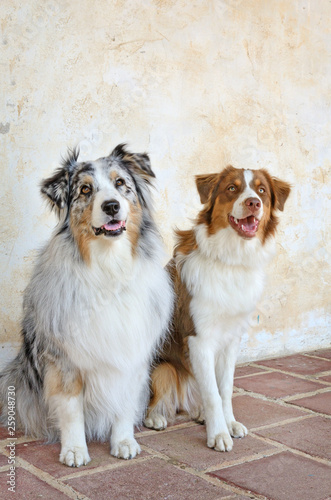 Two Australian Shepherd Dogs in a vertical image. Looking at the camera  well mannered and trained. California